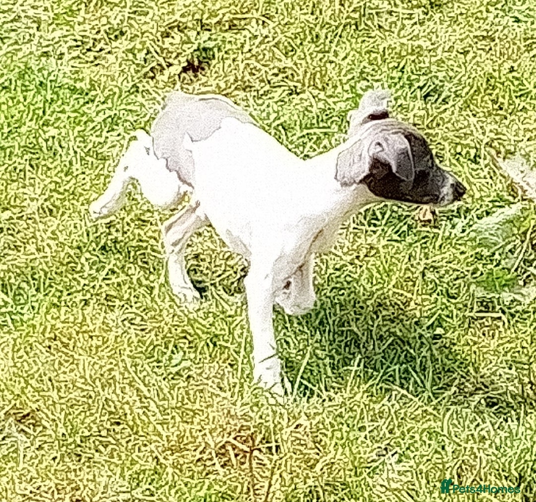 Italian Greyhound dogs for sale: Italian greyhound  - Image 20