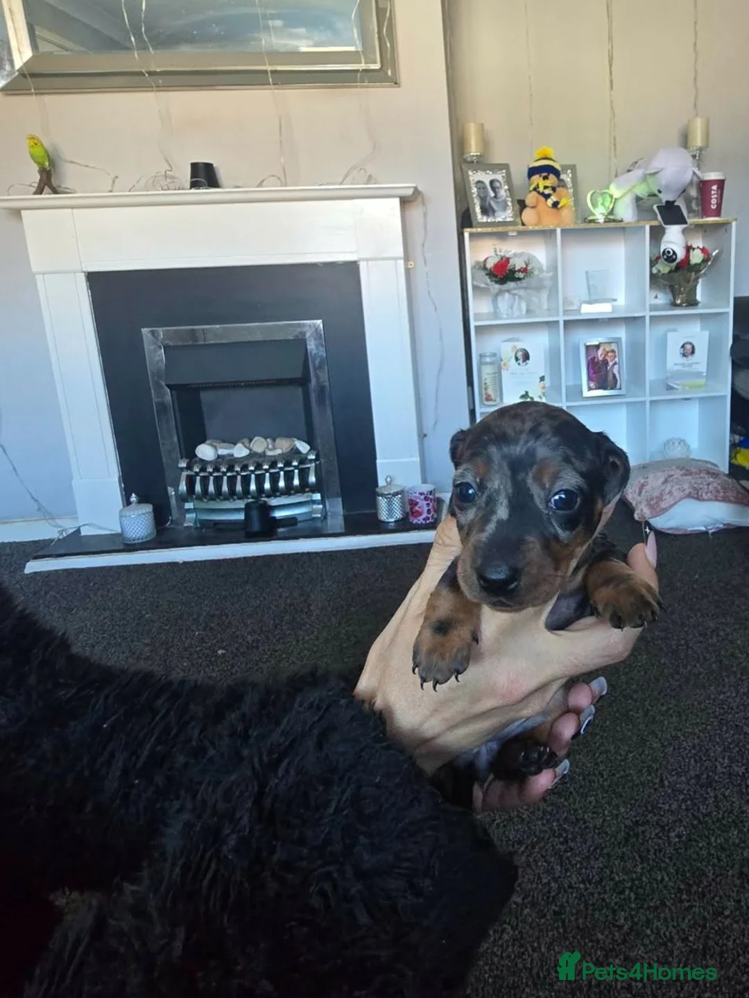 Miniature Dachshund dogs for sale: Miniature dachshunds  - Advert 2