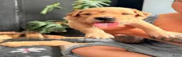 Golden Retriever dogs for sale: 3 beautiful golden retrievers for sale  - Advert 6