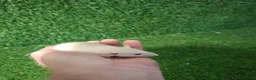 Rat rodents for sale: DWARF RATS - Advert 5