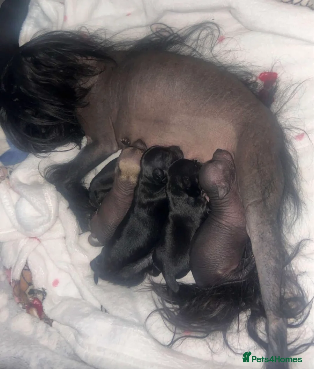 Mixed Breed dogs for sale: 5 beautiful boys looking for loving homes  - Advert 11
