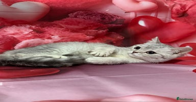 British Shorthair cats Gorgeous British short hair kittens  - Advert 5