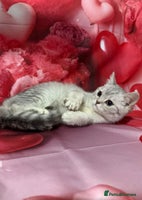 British Shorthair cats Gorgeous British short hair kittens - Advert 5