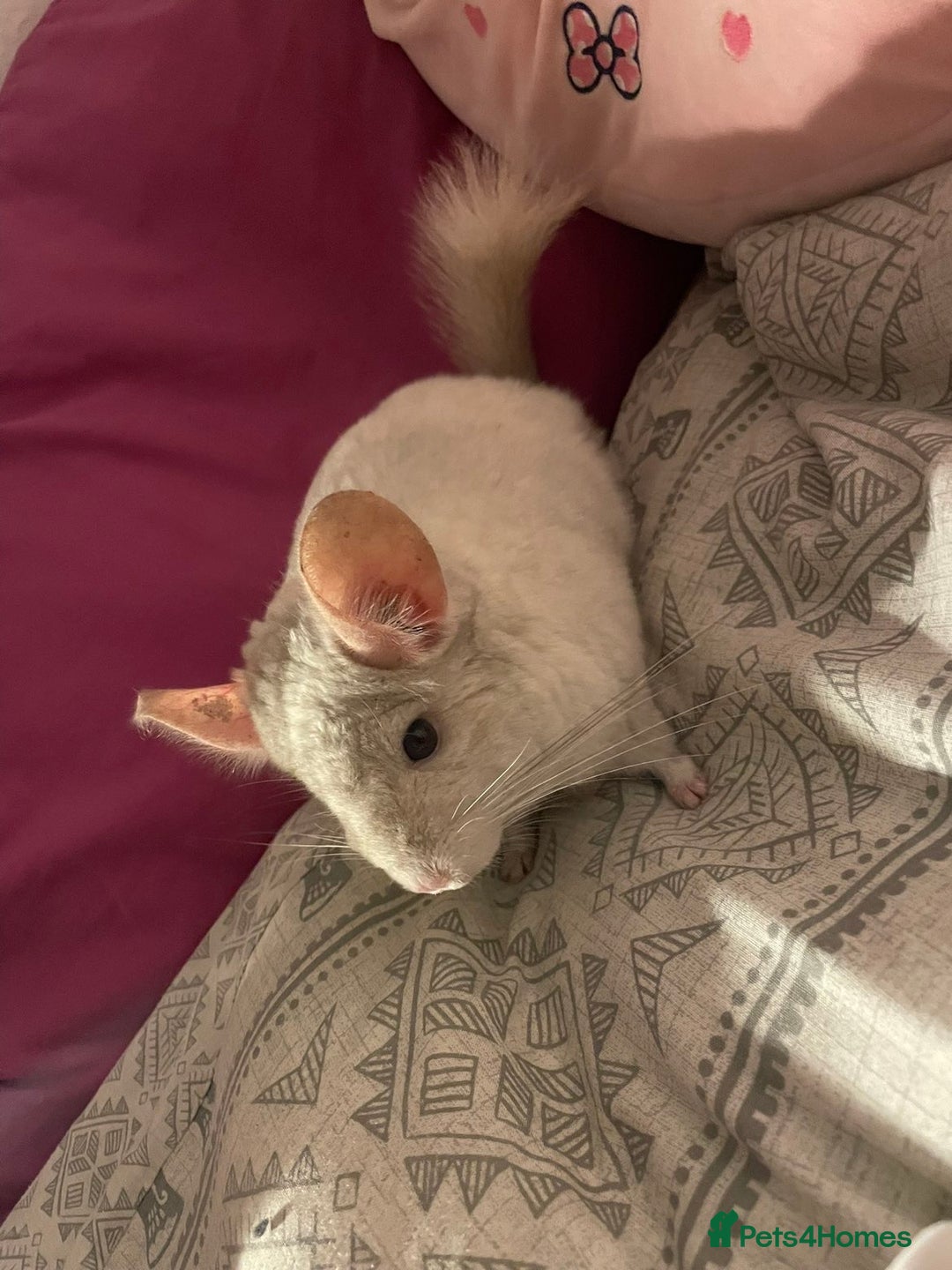 Chinchilla rodents for sale: Chinchillas for sale - Image 10