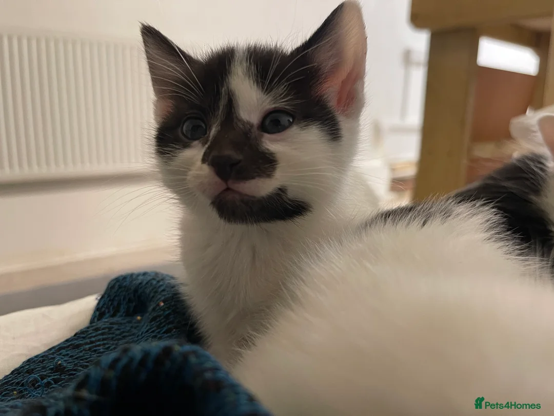 Mixed Breed cats for sale: lovely kittens  in London - Advert 7