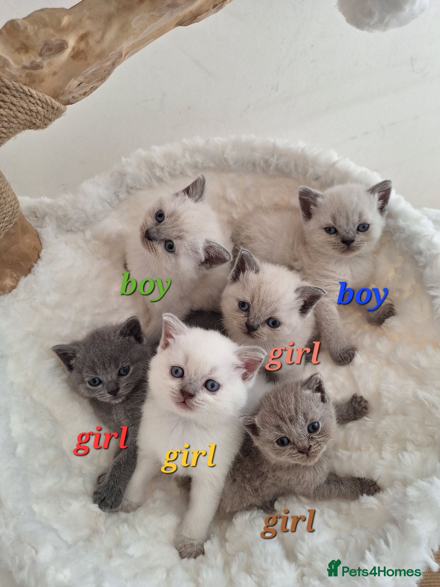 British Shorthair cats BSH kittens in fawn,grey,white rear colours,London - Advert 1