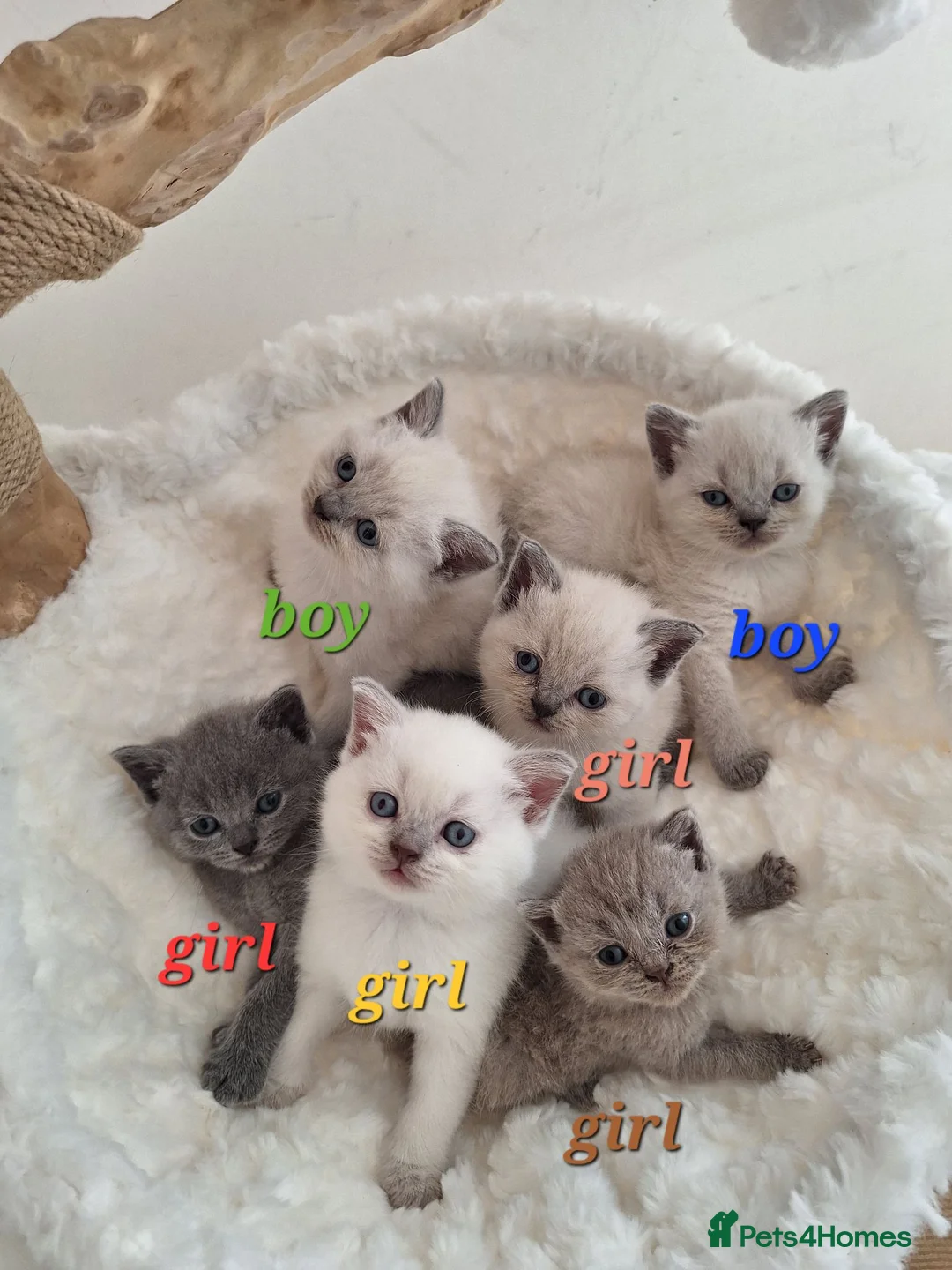 British Shorthair cats for sale: BSH kittens in fawn,grey,white rear colours,London - Advert 1