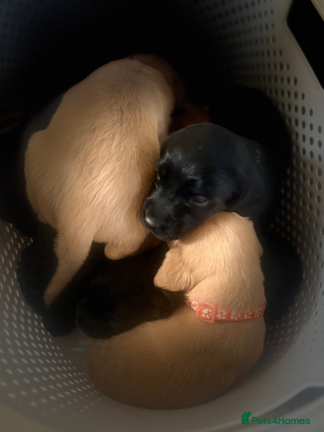 Cockerdor dogs for sale: 🐶Cockerdor Puppies 🐶 - Image 23