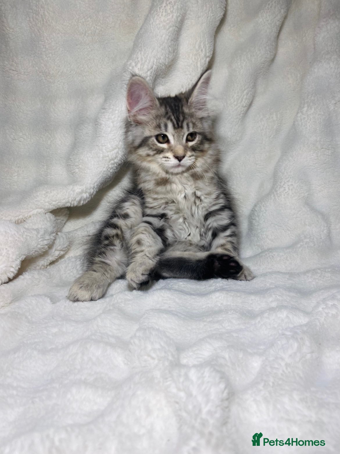 Maine Coon cats Purebreed Grey Maincoon Ready For Rehoming  - Advert 2