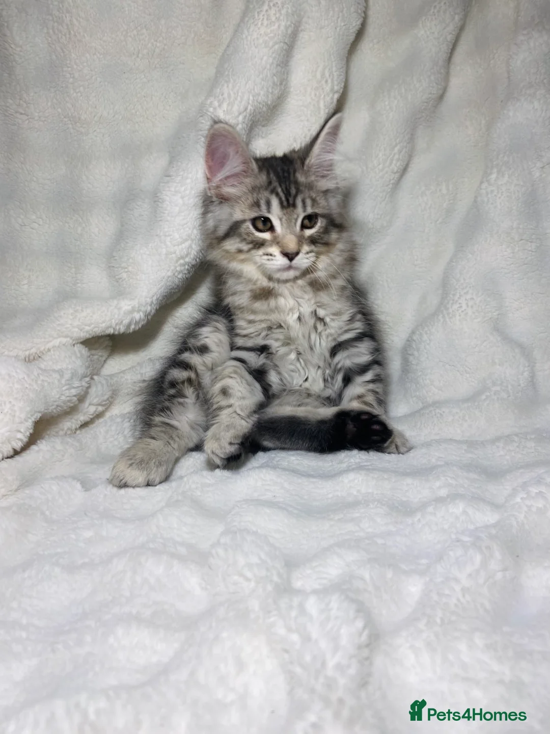 Maine Coon cats for sale: Purebreed Grey Maincoon Ready For Rehoming  - Advert 1