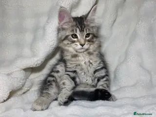 Maine Coon cats Purebreed Grey Maincoon Ready For Rehoming - Advert 2