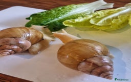 Snails invertebrates for sale: Giant African Land Snails (Fulica) - Image 2