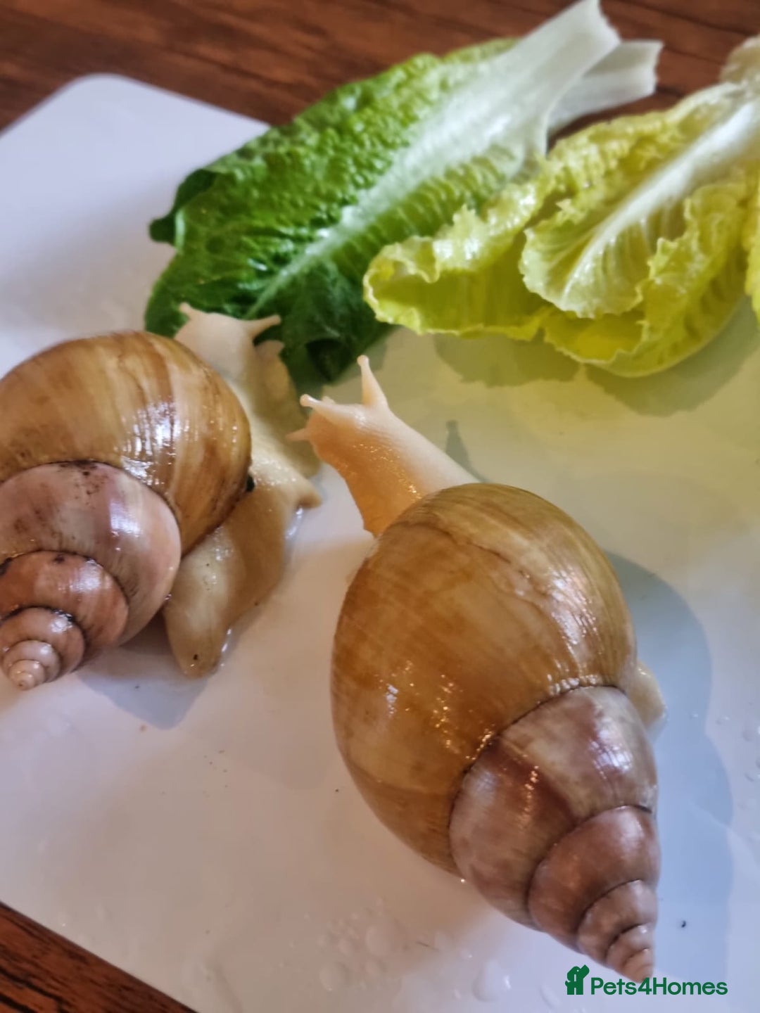 Snails invertebrates for sale: Giant African Land Snails (Fulica) - Image 2