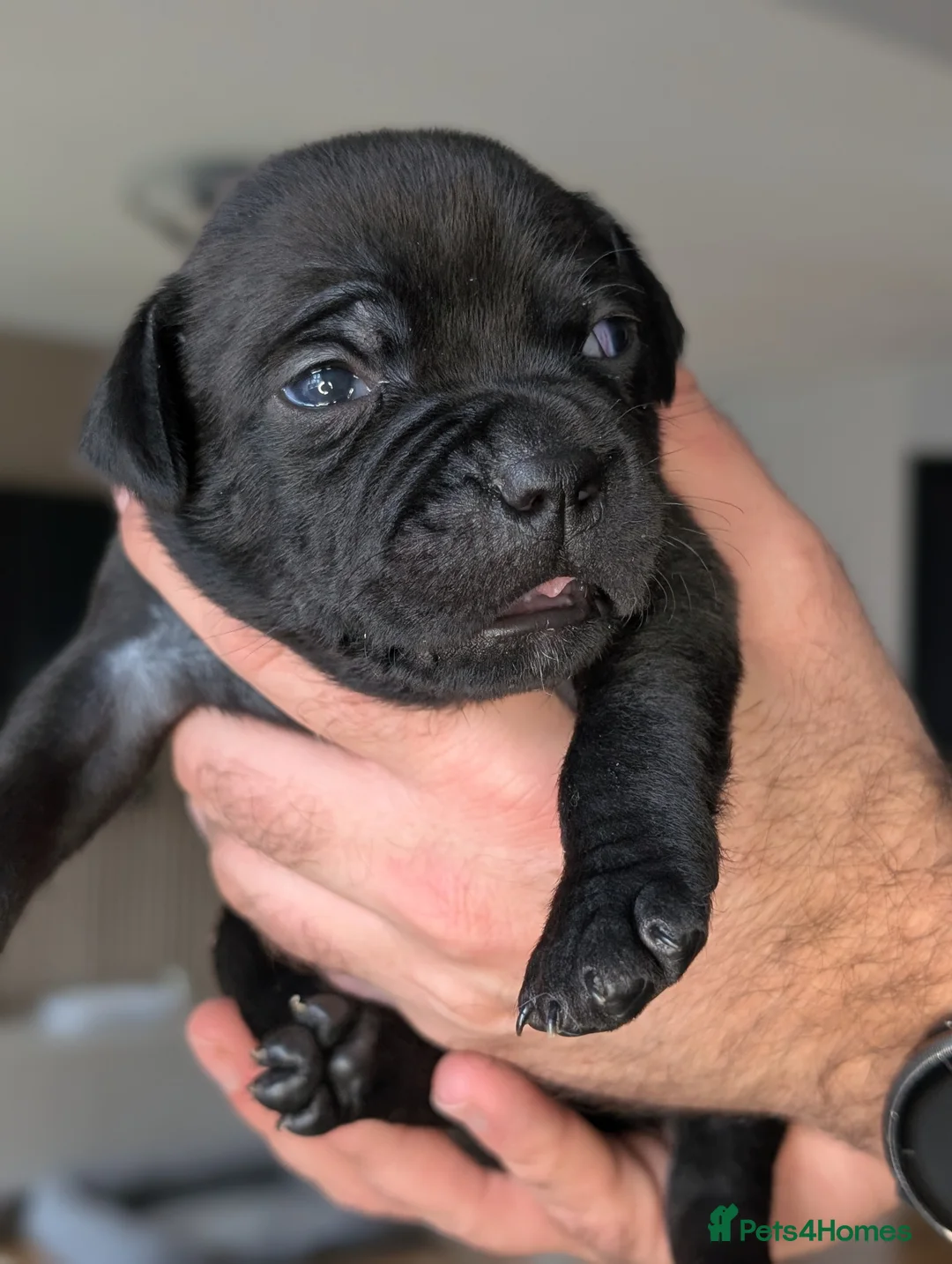 Staffordshire Bull Terrier dogs for sale: **CHAMPION VALGLO BLOODLINE STAFFORD LITTER** - Advert 10