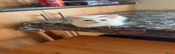 Mixed Breed cats for sale: Beautiful female kitten for sale - Advert 5