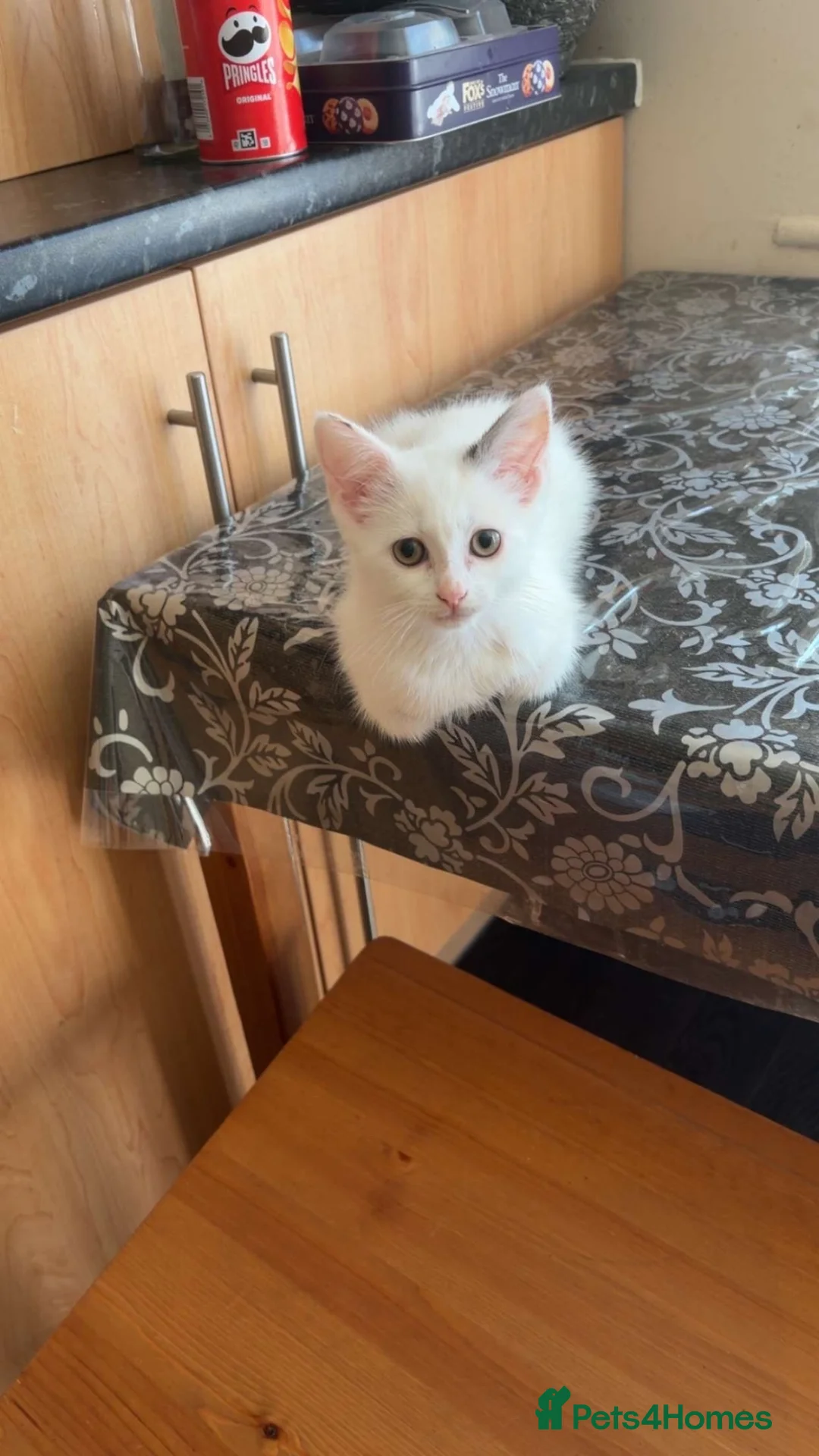 Mixed Breed cats for sale: Beautiful female kitten for sale - Advert 5
