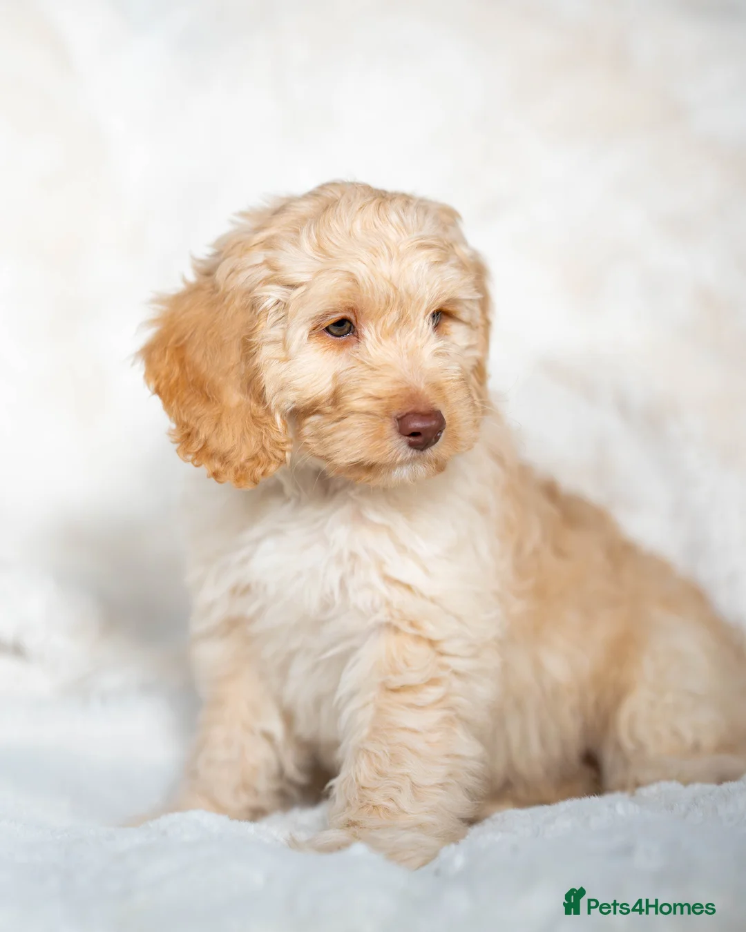 Cockapoo dogs for sale: 6 Stunning Cockapoo Puppies - Advert 10