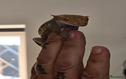 Gecko reptiles for sale: Crested female gekos  - Image 1