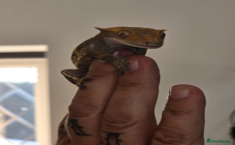 Gecko reptiles - Advert 3