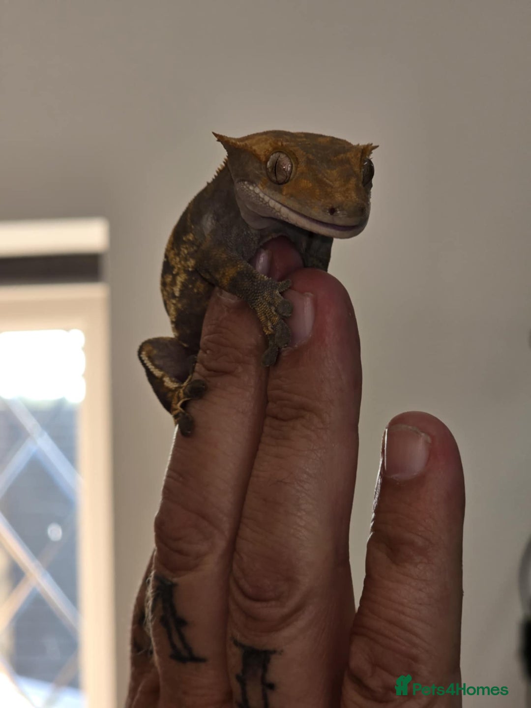 Gecko reptiles for sale: Crested female gekos  - Image 1