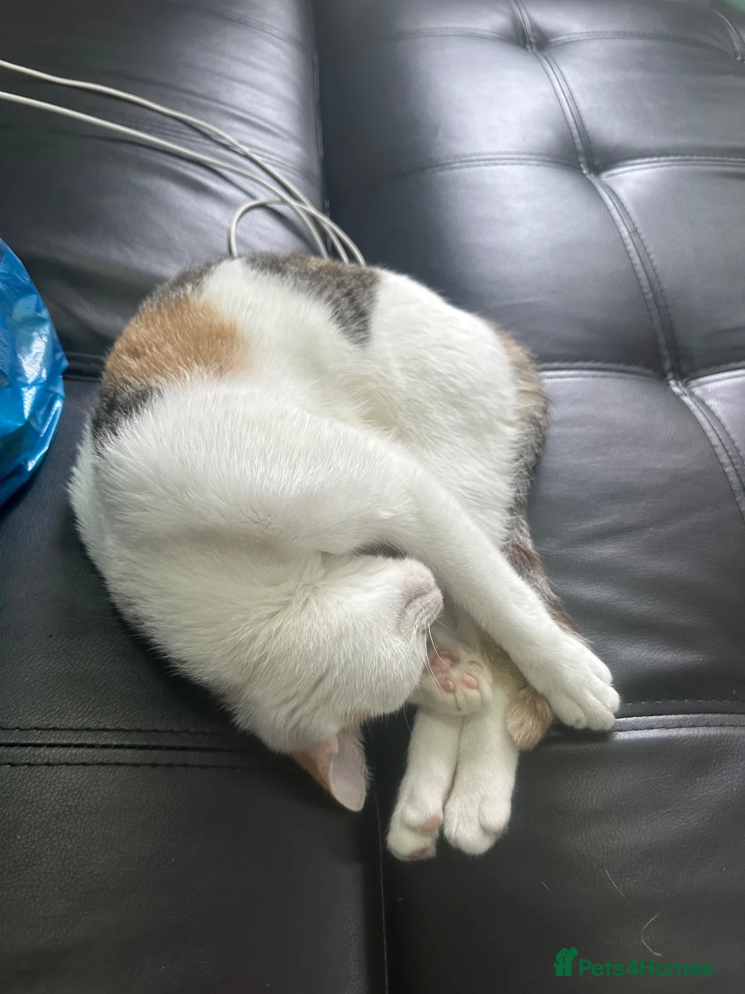 Mixed Breed cats for sale: Female cat with all supplies included - Advert 4