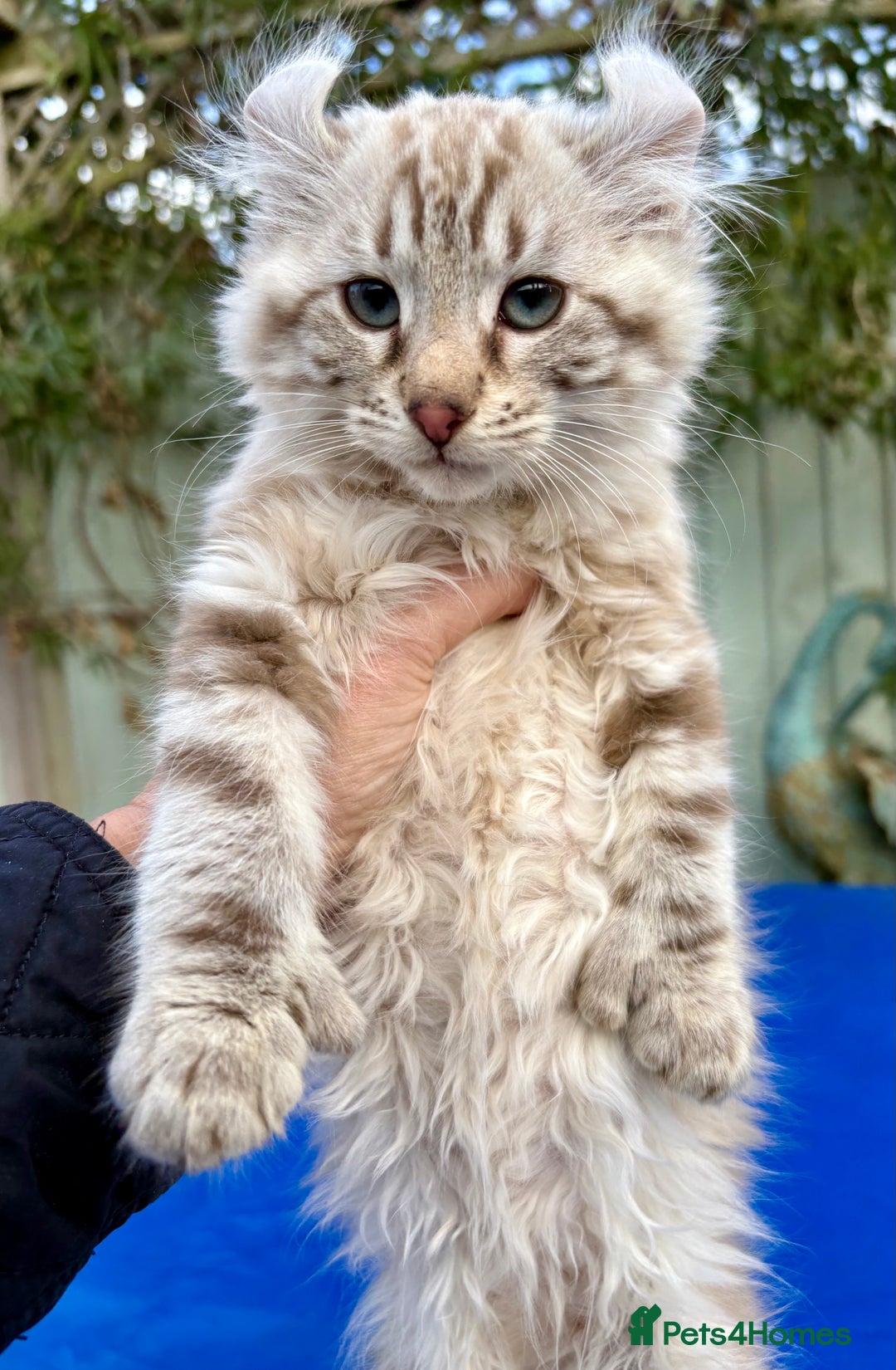 Keetso cats for sale: Stunning rare longhaired polydactyl curled eared  - Advert 11