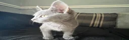 Mixed Breed cats for sale: Beautiful kittens for sale  - Advert 14