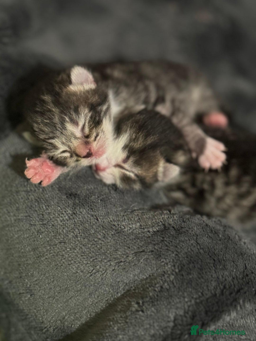 Domestic Shorthair cats for sale: Tabby kittens  - Advert 2