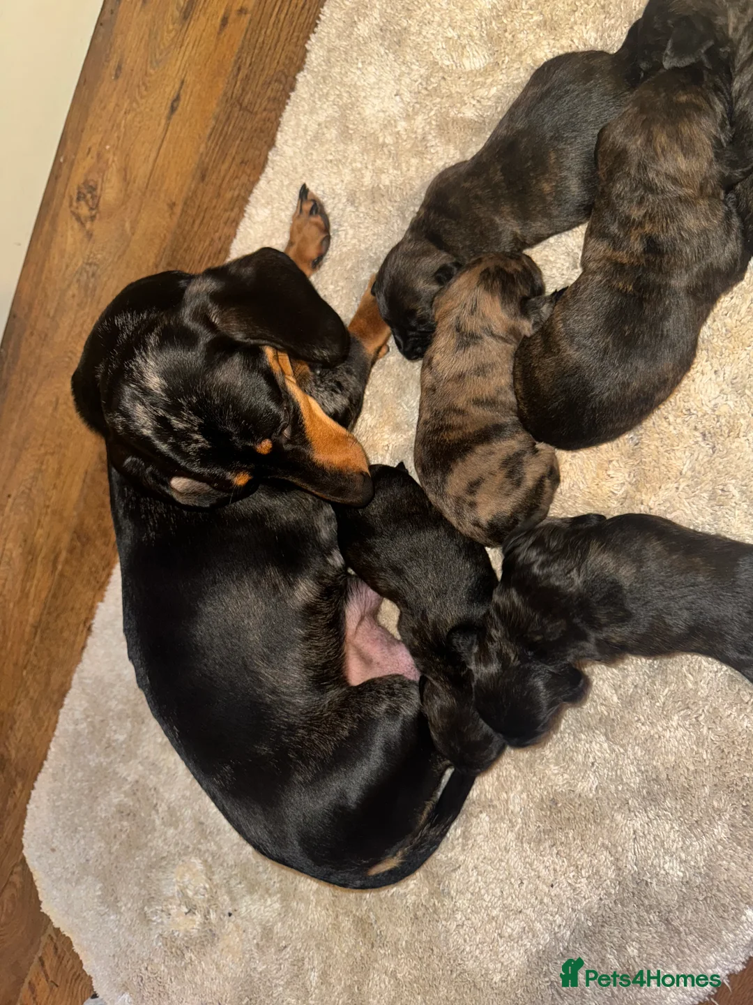 Mixed Breed dogs for sale: Beautiful Dachshund X westie puppies - Advert 1