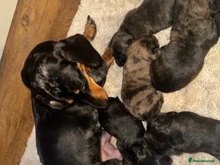 Mixed Breed dogs Beautiful Dachshund X westie puppies - Advert 1