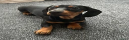 Miniature Dachshund dogs for sale: Miniature dachshund - Advert 2