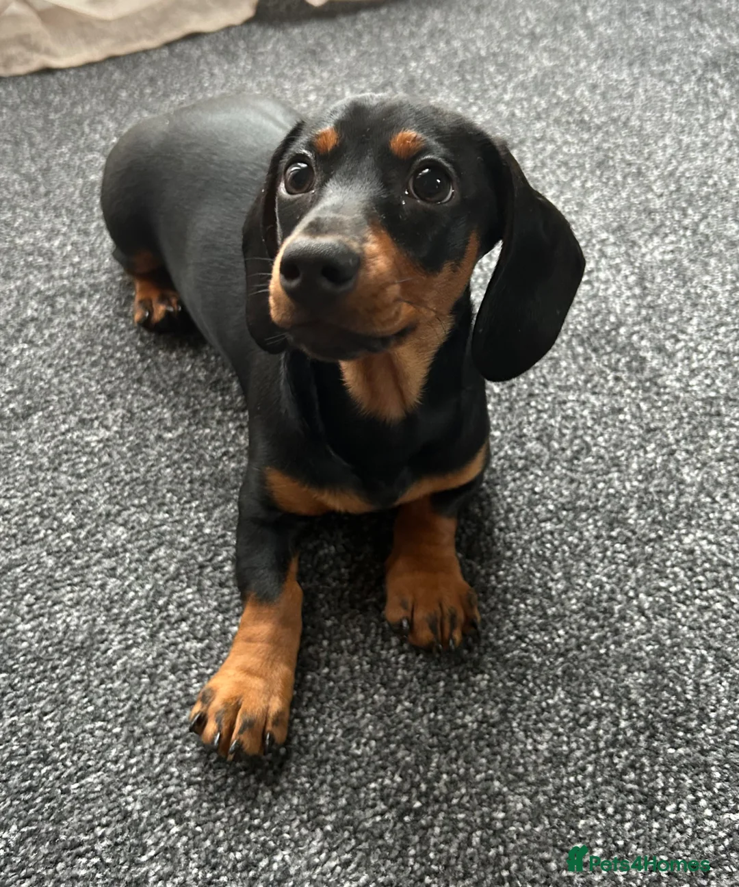 Miniature Dachshund dogs for sale: Miniature dachshund - Advert 2