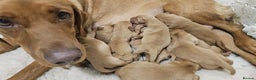 Labrador Retriever dogs for sale: STUNNING RED FOX LABS AVAILABLE 9TH JAN - Advert 3