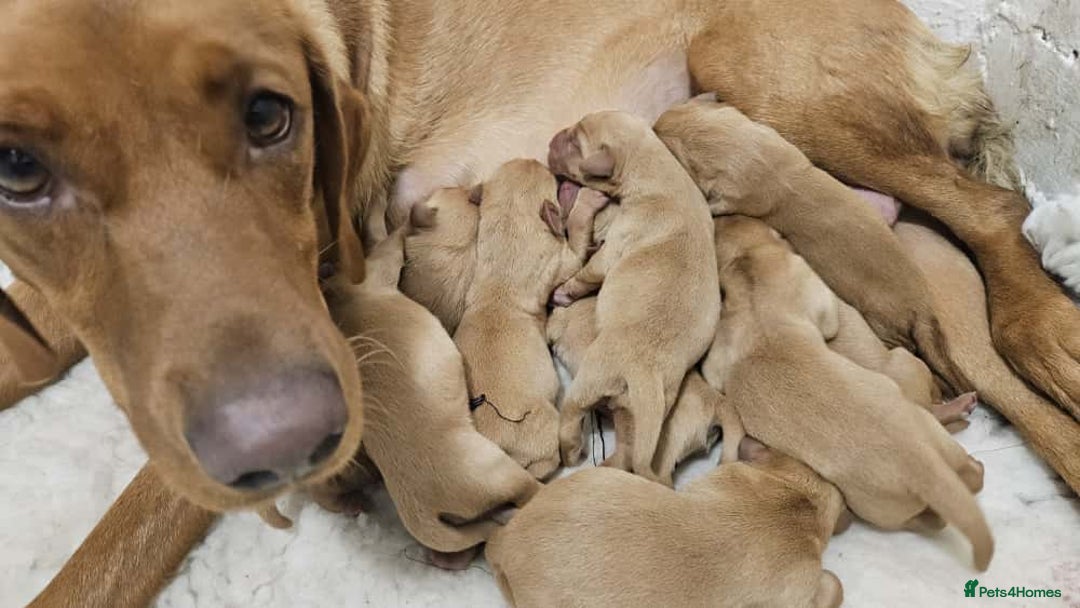 Labrador Retriever dogs for sale: STUNNING RED FOX LABS AVAILABLE 9TH JAN - Advert 3