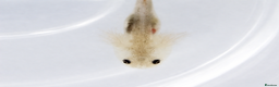 Axolotl reptiles for sale: Baby axolotls  - Advert 5