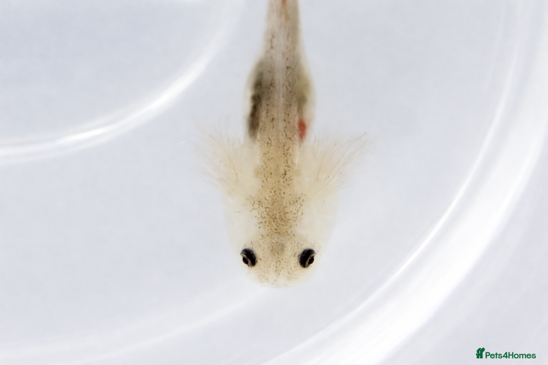 Axolotl reptiles for sale: Baby axolotls  - Advert 5