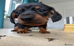 Miniature Dachshund dogs for sale: Reduced*KC, PRA clear mini Dachshund puppies - Image 15