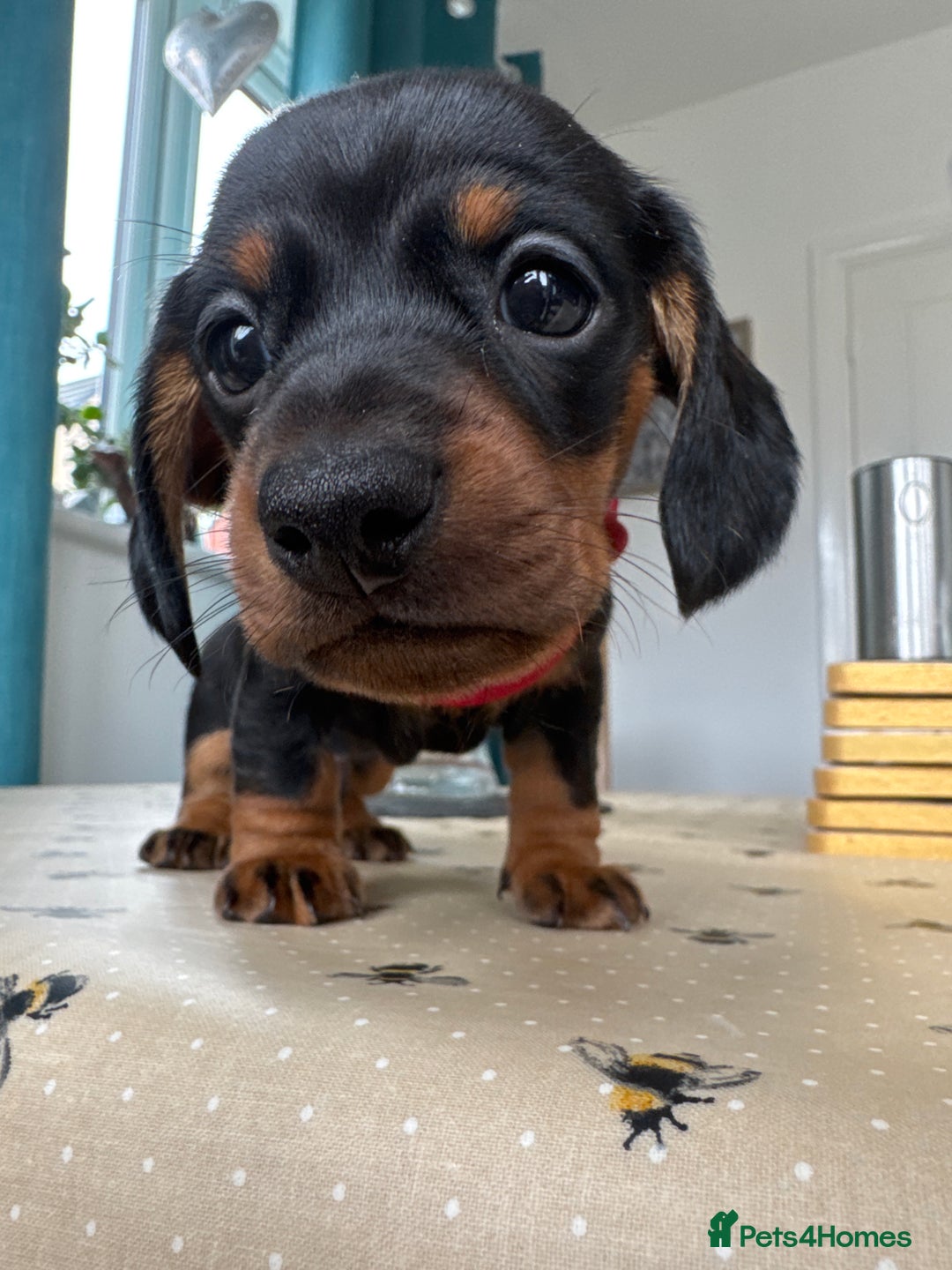 Miniature Dachshund dogs for sale: Reduced*KC, PRA clear mini Dachshund puppies - Image 15