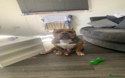 American Bully dogs for sale: Jagger  - Image 1
