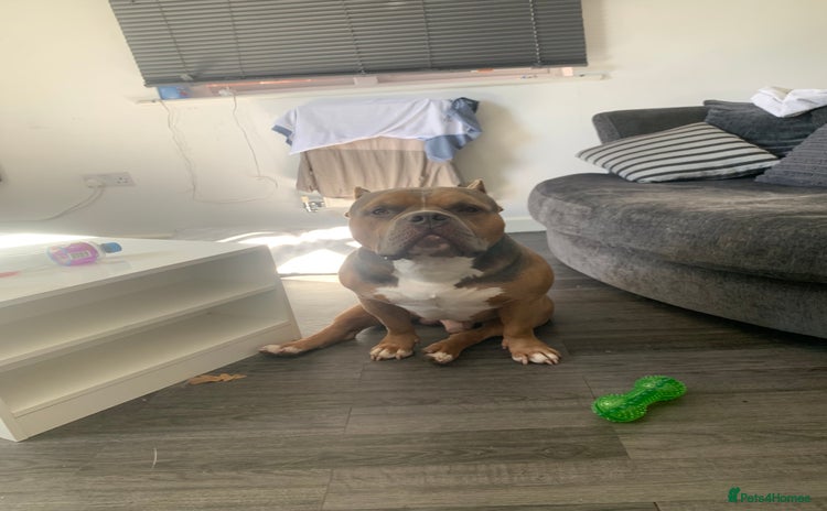 American Bully dogs - Advert 1