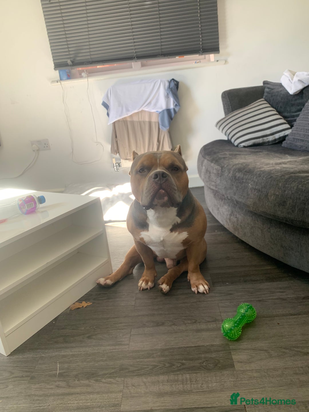 American Bully dogs for sale: Jagger  - Image 1