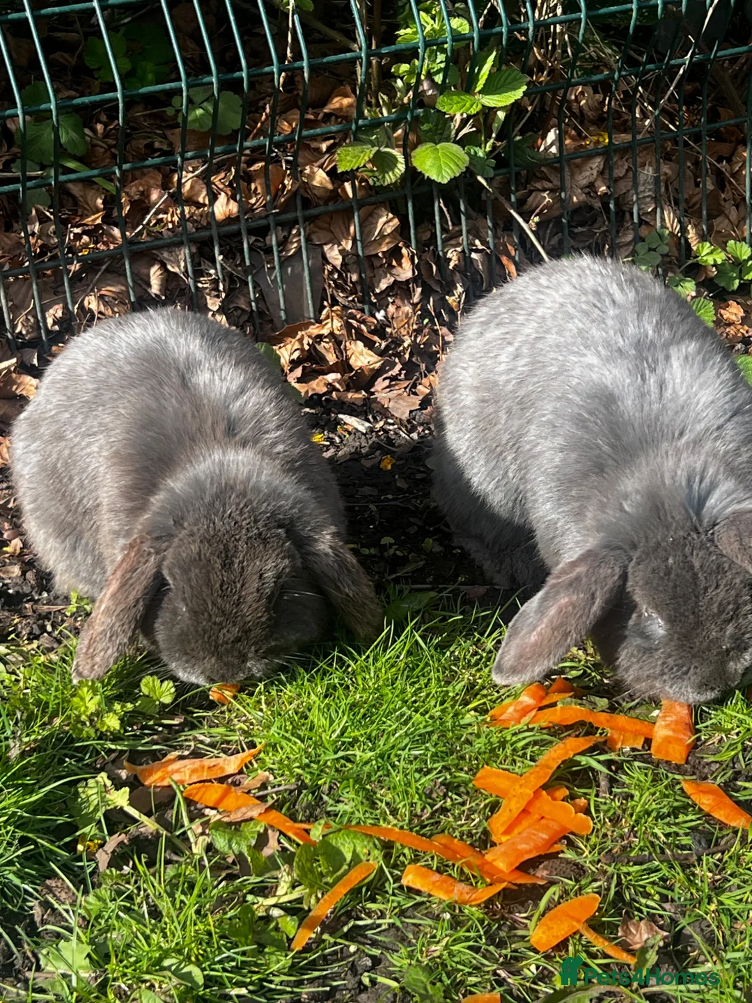 Mini Lop rabbits for sale: Mini loop - Advert 15