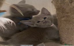 Mixed Breed cats for sale: Oriental X Siamese kittens  - Image 2