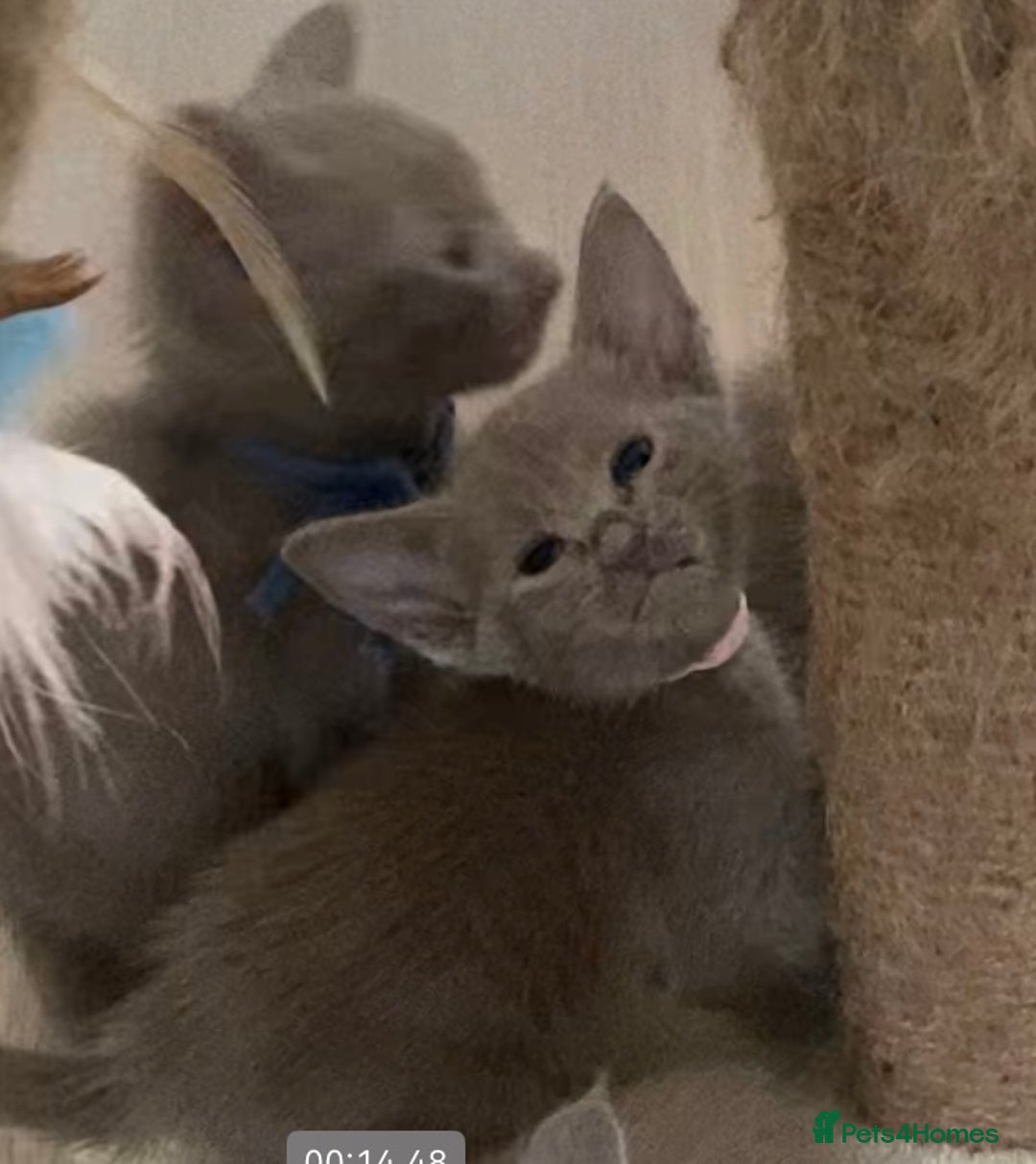 Mixed Breed cats for sale: Oriental X Siamese kittens  - Image 2