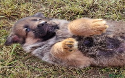 German Shepherd dogs for sale: KC reg German Shepherd Puppies - Family dogs - Image 3