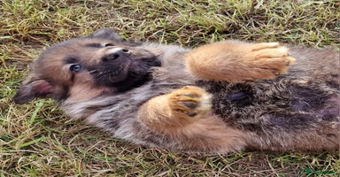 German Shepherd dogs - Advert 14