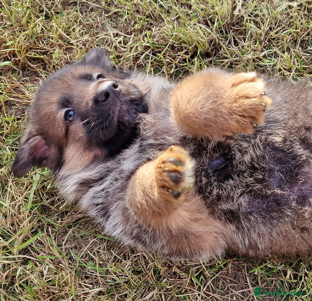 German Shepherd dogs for sale: KC reg German Shepherd Puppies - Family dogs - Image 3