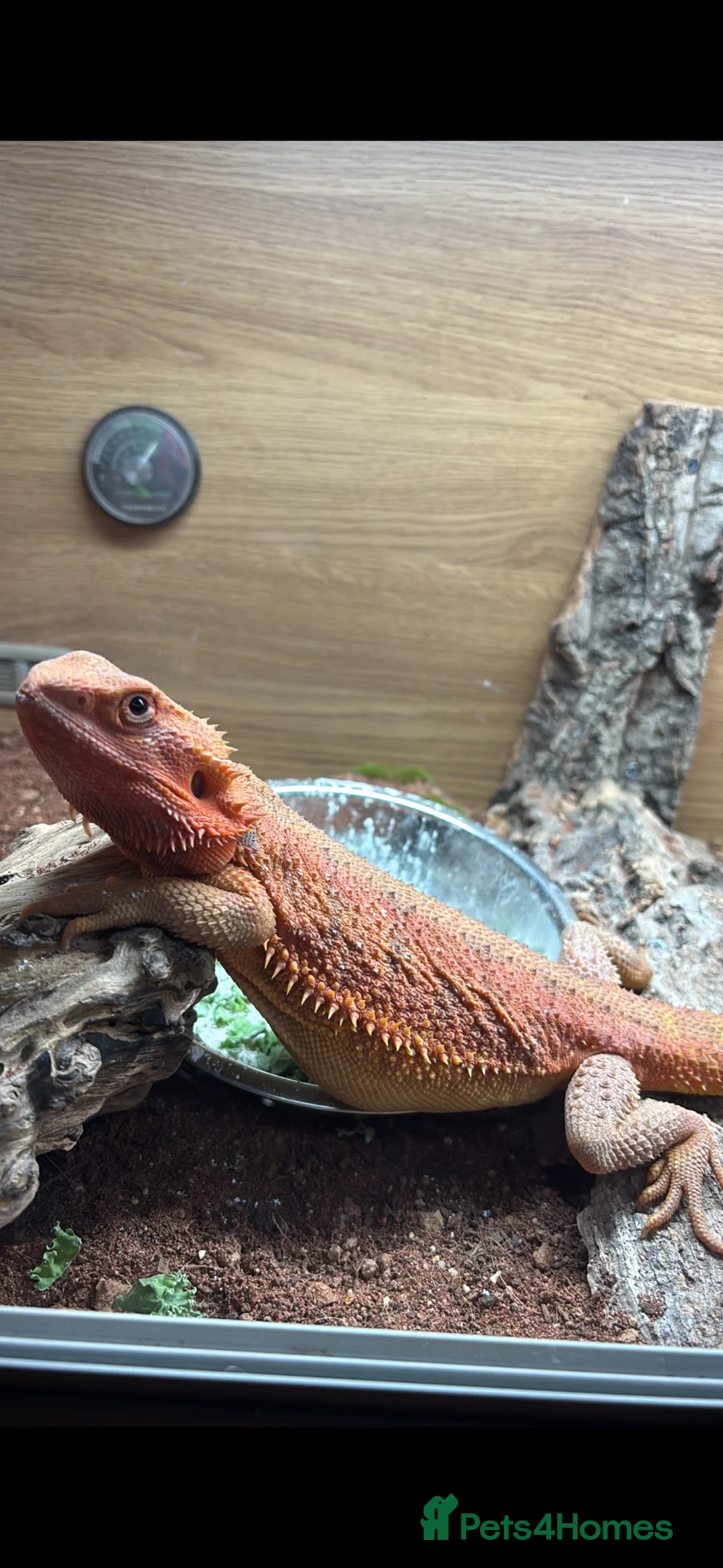 Bearded Dragon reptiles for sale: Female beardie  - Advert 1