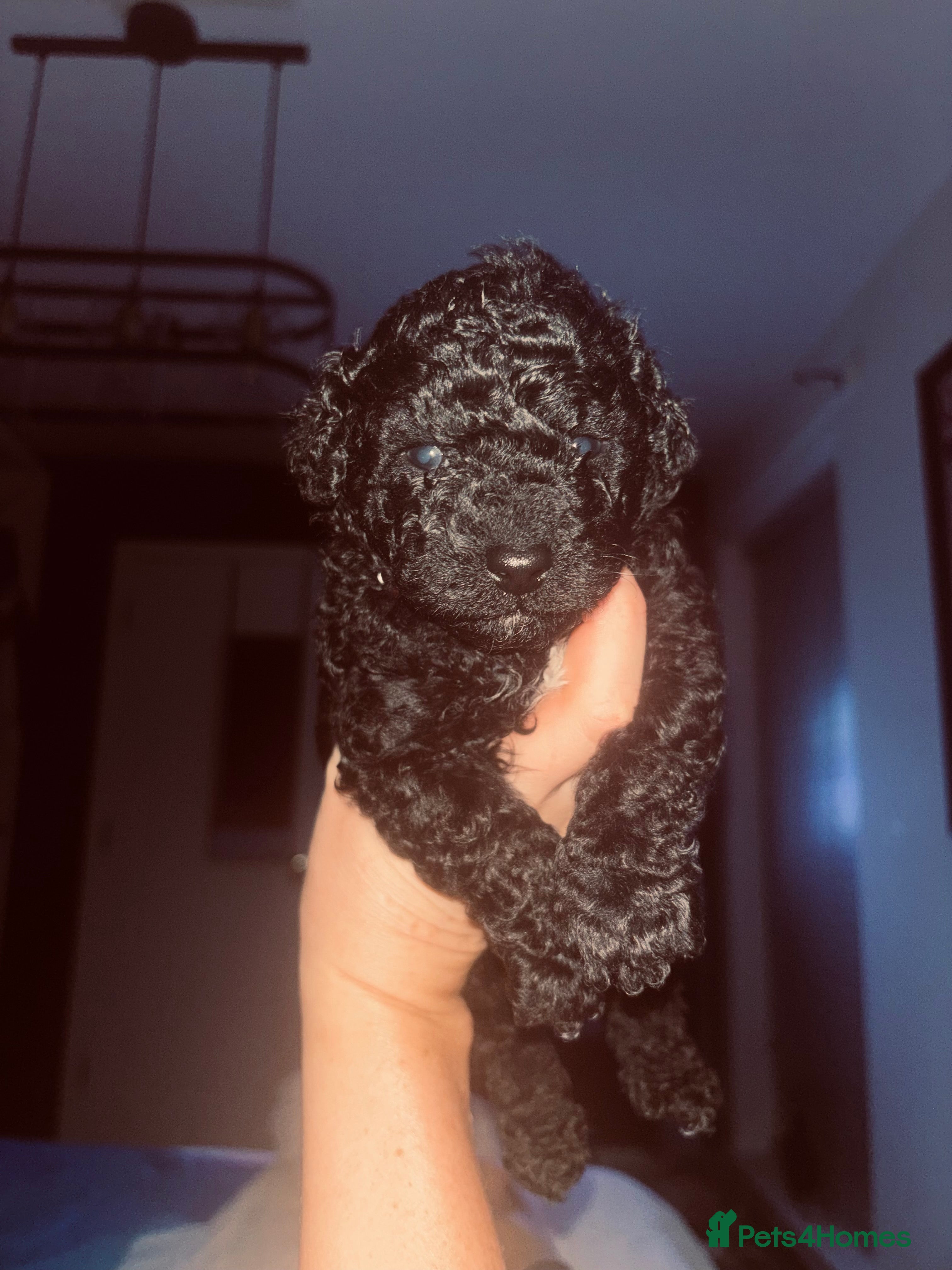 Cavapoo dogs Tiny f1bb Toy Cavapoos 🖤 - Advert 12