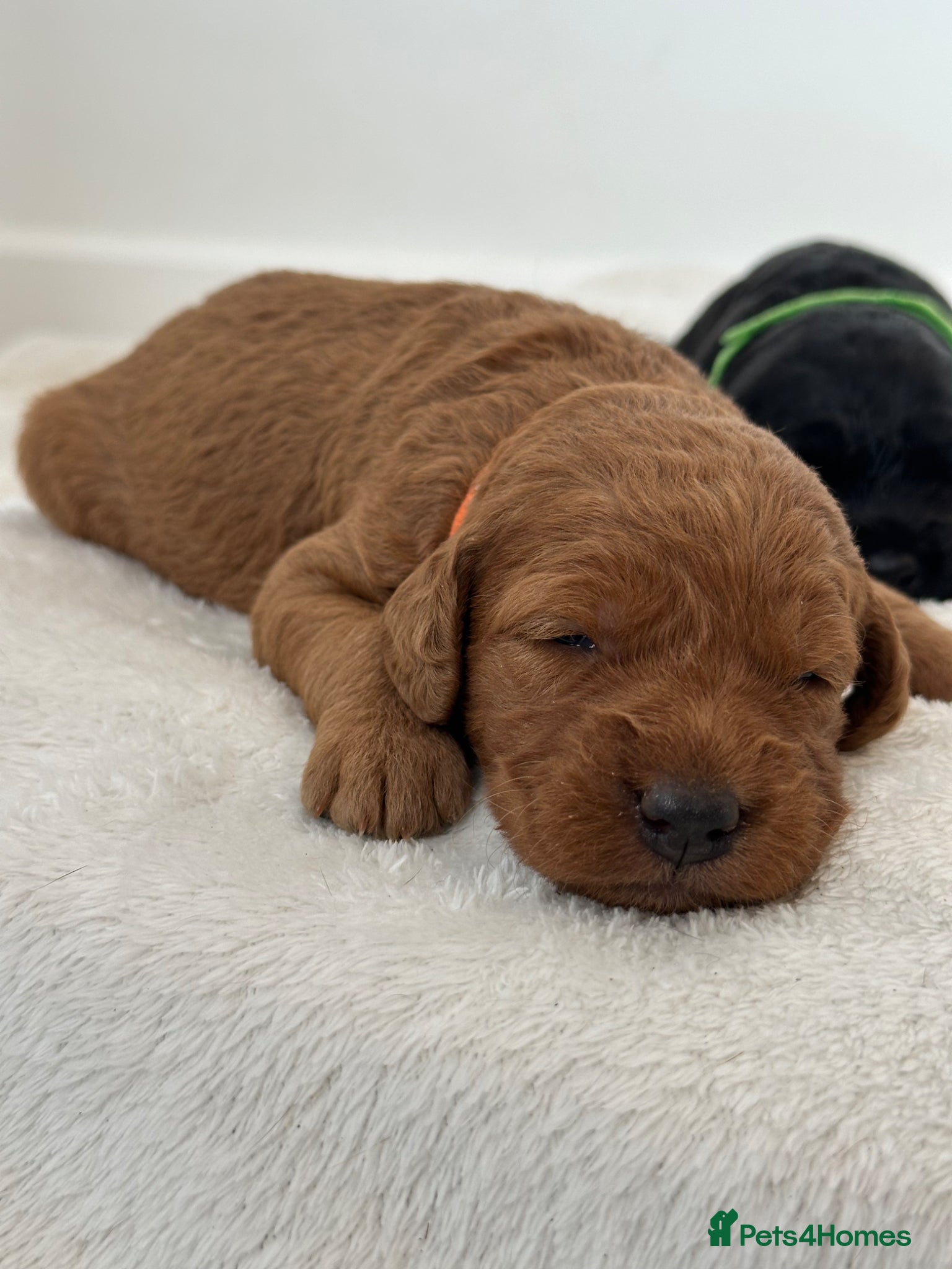 Labradoodle dogs Extensively Health Tested F1 Miniature Labradoodle - Advert 1